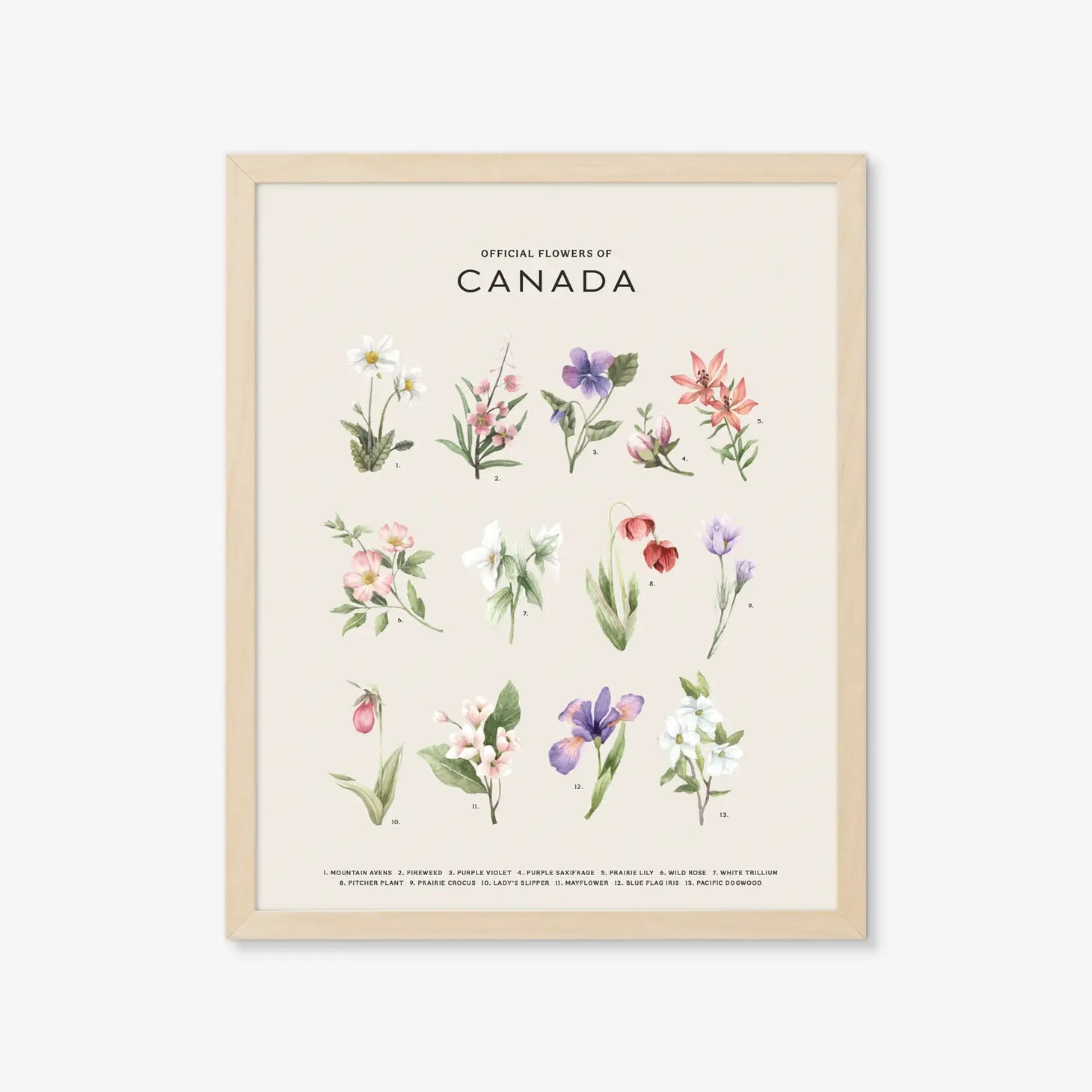 Natasha Vanderburg Co. Art Print - Official Flowers of Canada - Light