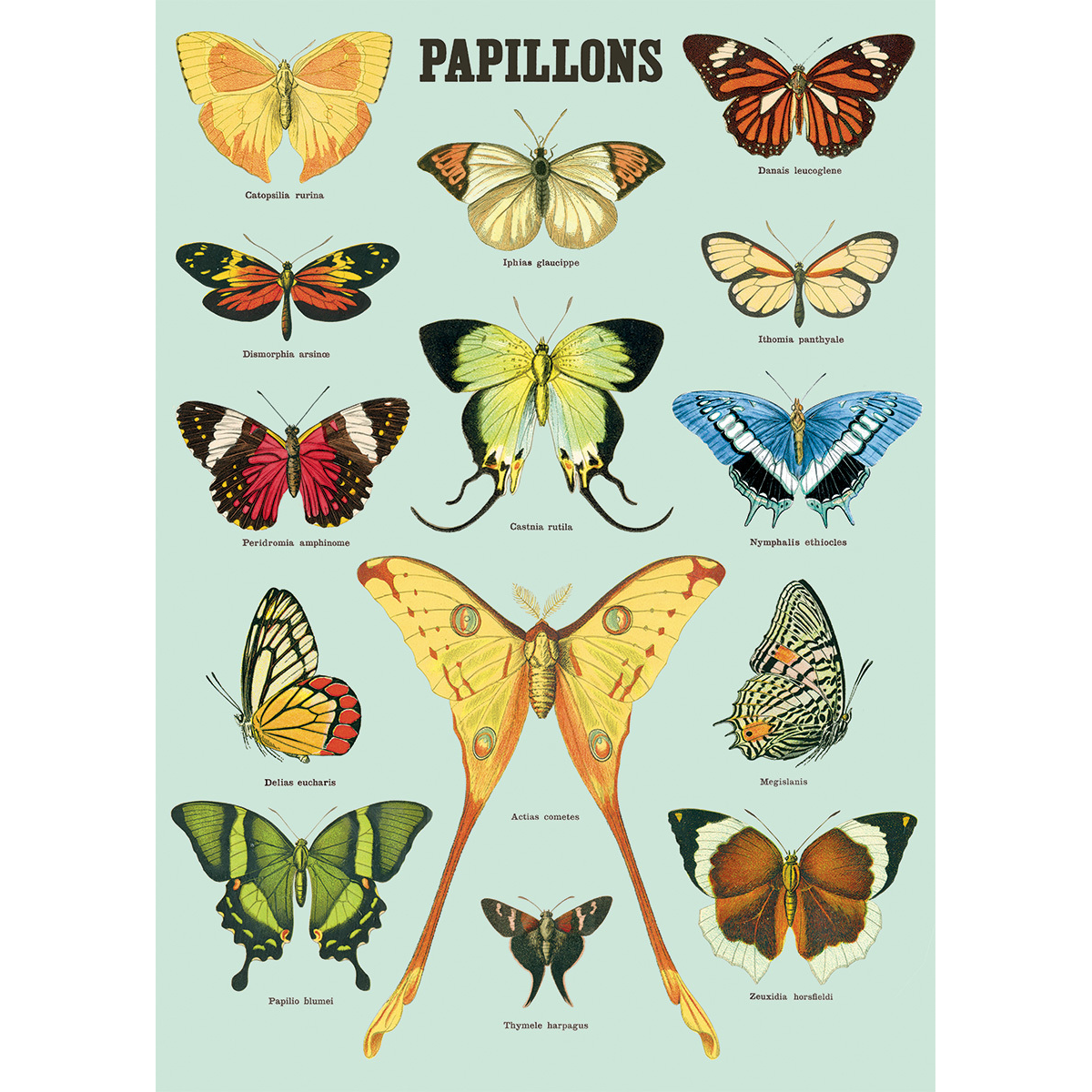 Cavallini & Co. Wrapping Sheet - Papillons