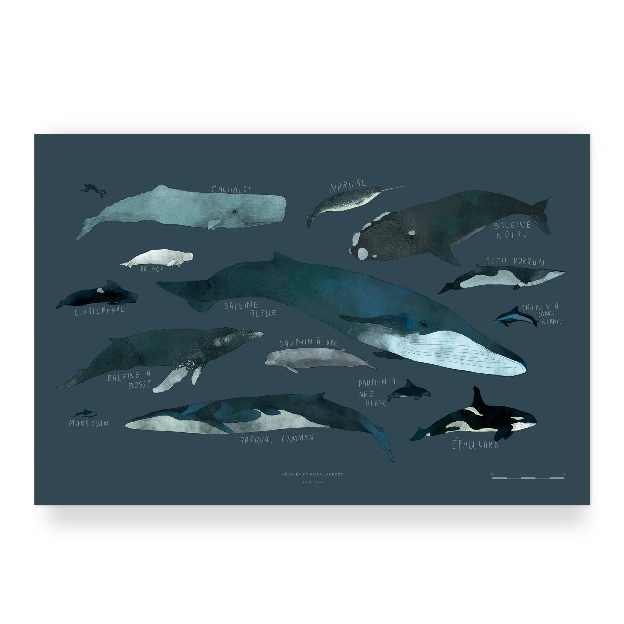 Baltic Club Art Print - Whales Chart 8"x10"